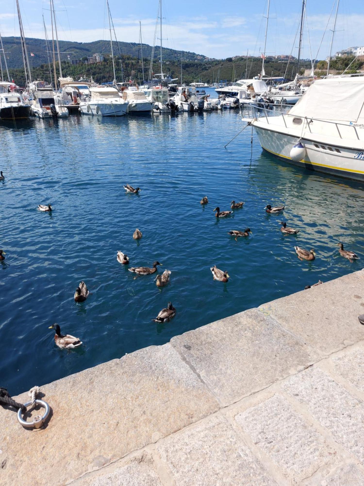 Con 2 Terrazze A 300 Mt Dal Centro Porto Azzurro